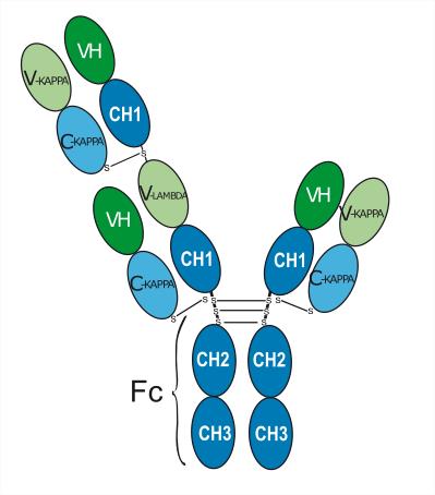 Experimental Validation Results for Alnuctamab
